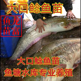 鲶鱼  南方大口鲶鱼苗 黄鱼 大口鲶鱼 杂交鲶鱼 活体全国包邮！