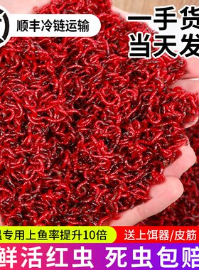红虫活饵鲜活红虫特大号红虫超大包邮包活拉饵红虫鲫鱼饵天津红虫