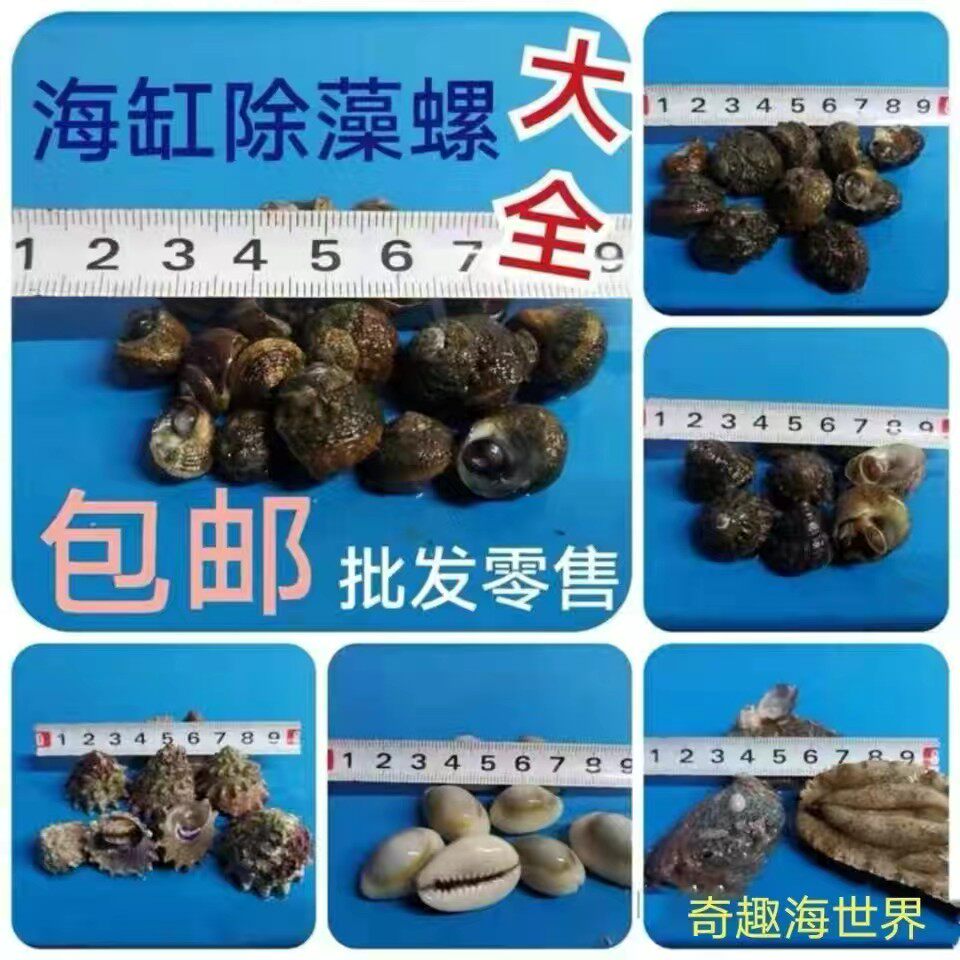 海缸除藻生物  牛眼螺 角蝾螺 紫底星螺 金环宝螺 马蹄螺 鲍鱼
