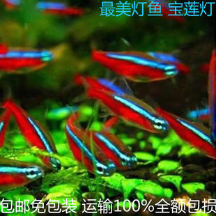 小型宝莲灯红绿灯科观赏鱼草缸水族翡翠斑马青苹果柠檬黄热带淡水