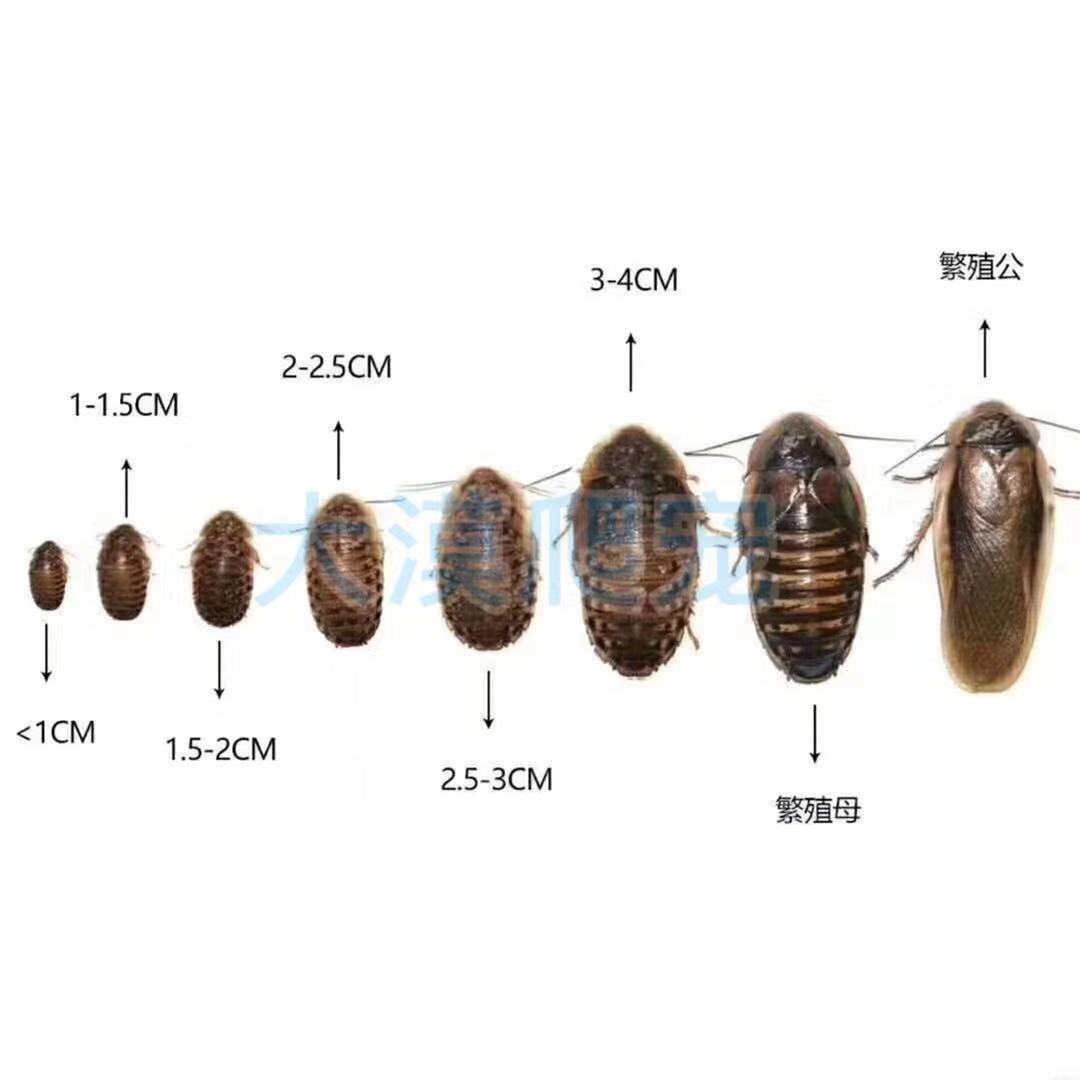 杜比亚蟑螂活体饲料压成0.6-4公分活食全尺寸各种规格大中小份