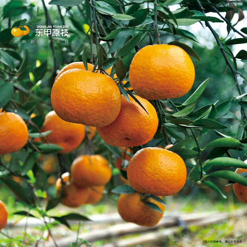 东甲原枝正宗新会柑鲜果原种圈枝小青柑陈皮二红大红果园现摘发货
