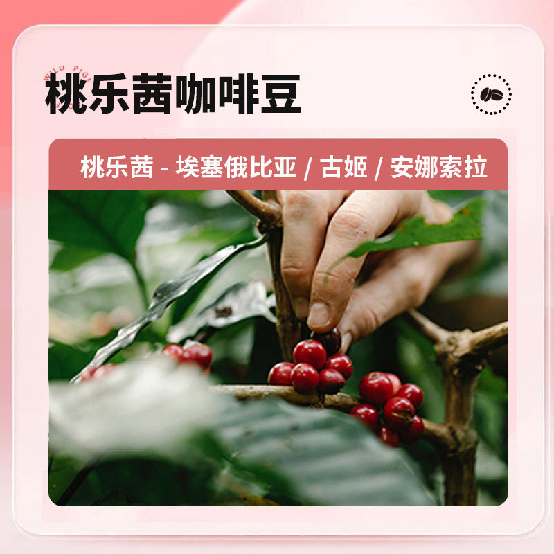 摸鱼家 单品咖啡豆桃乐茜150克