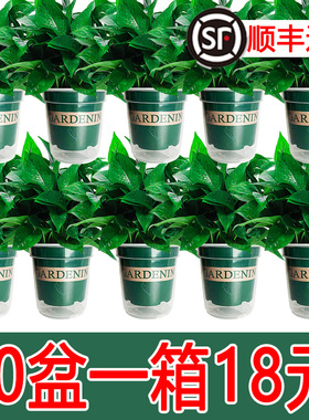 新房家用绿萝盆栽室内绿植花卉净化空气长藤大盆绿箩植物水培吊兰