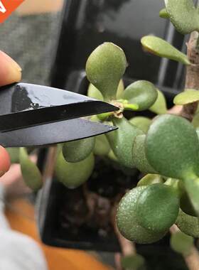 Garden Snps Shears Gardenng Secateurs For Succulent Bonsa