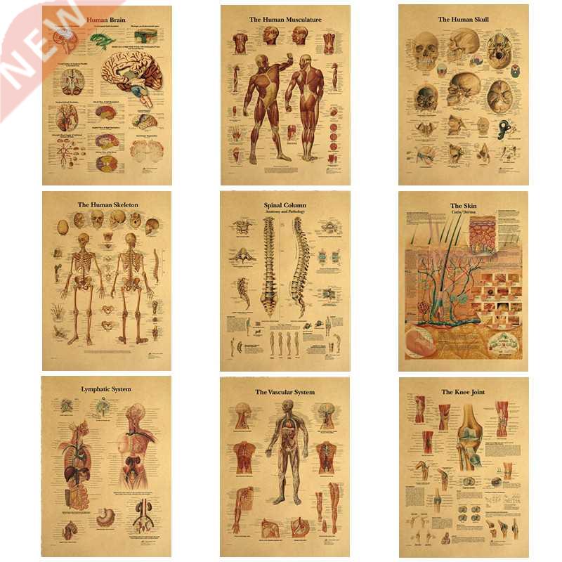 The Body Structure Skeleton Nervous System Vintage Poster Me