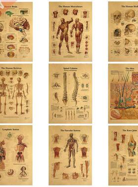 The Body Structure Skeleton Nervous System Vintage Poster Me