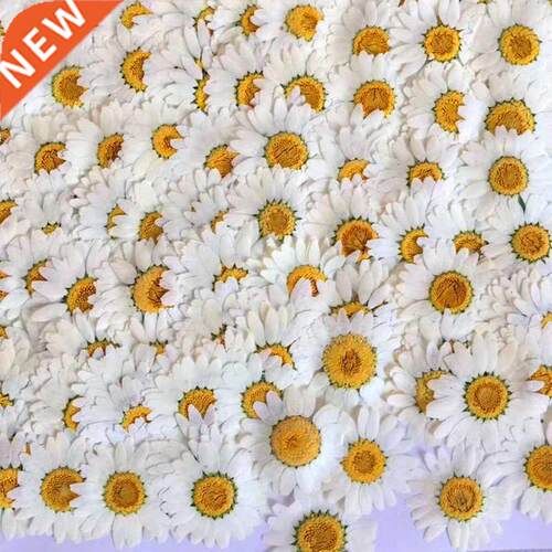30pcs 2.5-3.5cm Pressed Dried White Chrysanthemum Paludosum