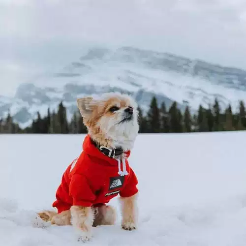 Французская бульдога одежда для собак капюшона теплое спорт retro do
