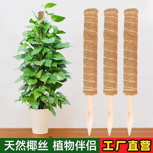 椰棕棒龟背竹支撑杆绿萝爬藤攀爬