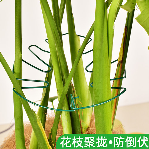 【全网热销】龟背竹支撑杆固定器