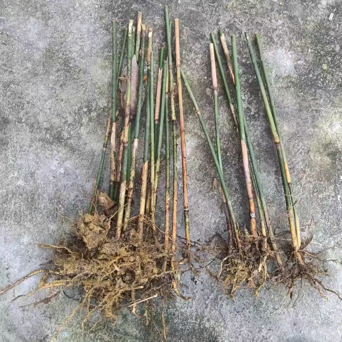 野生粽叶树苗易成活包邮图片
