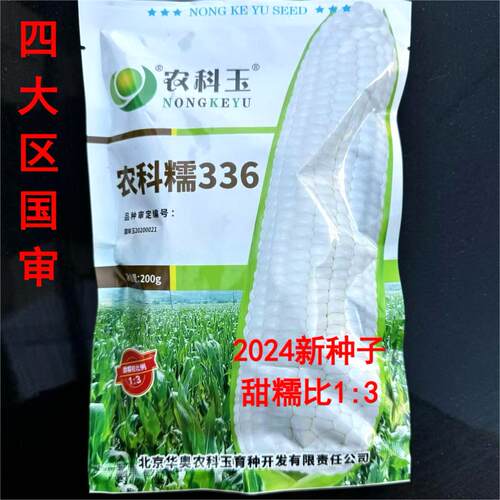 农科糯336甜糯鲜食玉米种子