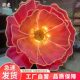 牡丹花户外防水发光商场美陈装 饰品布置大型落地摆件网红打卡点
