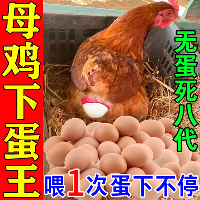 一包增蛋捡不完不伤鸡安全增蛋剂