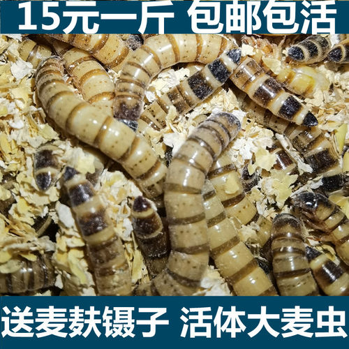 大麦虫包邮活虫鲜活面包虫黄粉虫金龙鱼饲料活体八哥画眉鸟食虫子