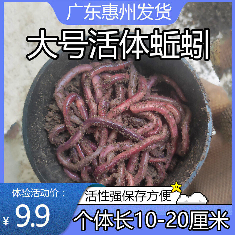 【包活到家】大号蚯蚓活饵鲜活盒装牛粪红虫鱼饵料鲤鲫鲮鱼食龟食,户外/登山/野营/旅行用品,活饵/谷麦饵等饵料,淘宝优惠券,粉丝福利购,淘宝优惠卷
