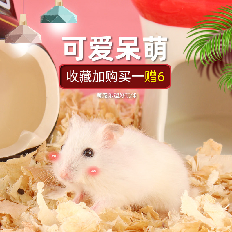 金丝熊仓鼠活物已打疫苗一对仓鼠活体送笼子布丁仓鼠宝宝用品宠物,宠物/宠物食品及用品,笼子,淘宝优惠券,粉丝福利购,淘宝优惠卷