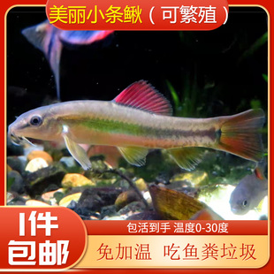 美丽小条鳅吃垃圾鱼粪便残渣底栖翻砂清洁工具鱼冷水溪流免加温