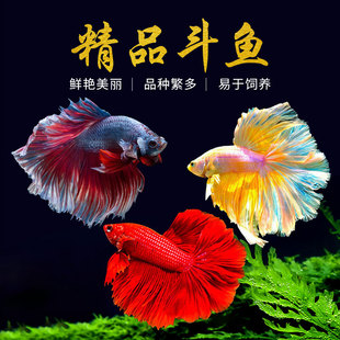 泰国斗鱼纯白半月糖果星河将军活体热带淡水巨斗鱼苗繁殖鱼场直批