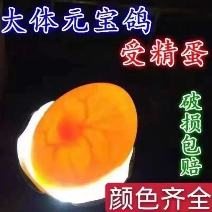 元宝鸽子受精蛋大体型正宗纯种元鸟