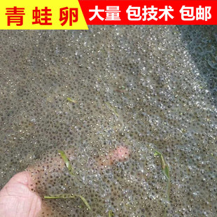 特价小蝌蚪活体青蛙卵黑斑蛙蛋蛙苗活的水族宠物养殖基地包邮包活