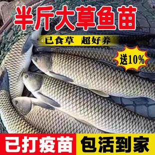 大草鱼苗淡水养殖食用皖鱼特大规格半斤一斤20厘米活体草鱼苗