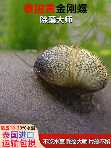 泰国黄金刚螺斑马螺除藻淡水鱼缸壁藻褐藻螺黑金刚螺观赏螺鲍鱼螺