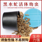 鲶鱼黄辣丁蛆虫鱼饵活虫饵料罗非白条鲤鱼活体饵黑水虻幼虫通杀型