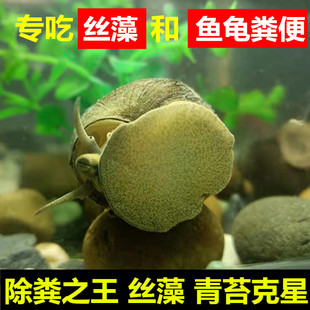 鱼缸除藻专吃鱼屎乌龟粪便 螺青苔清洁工具淡水大田螺宠物观赏螺