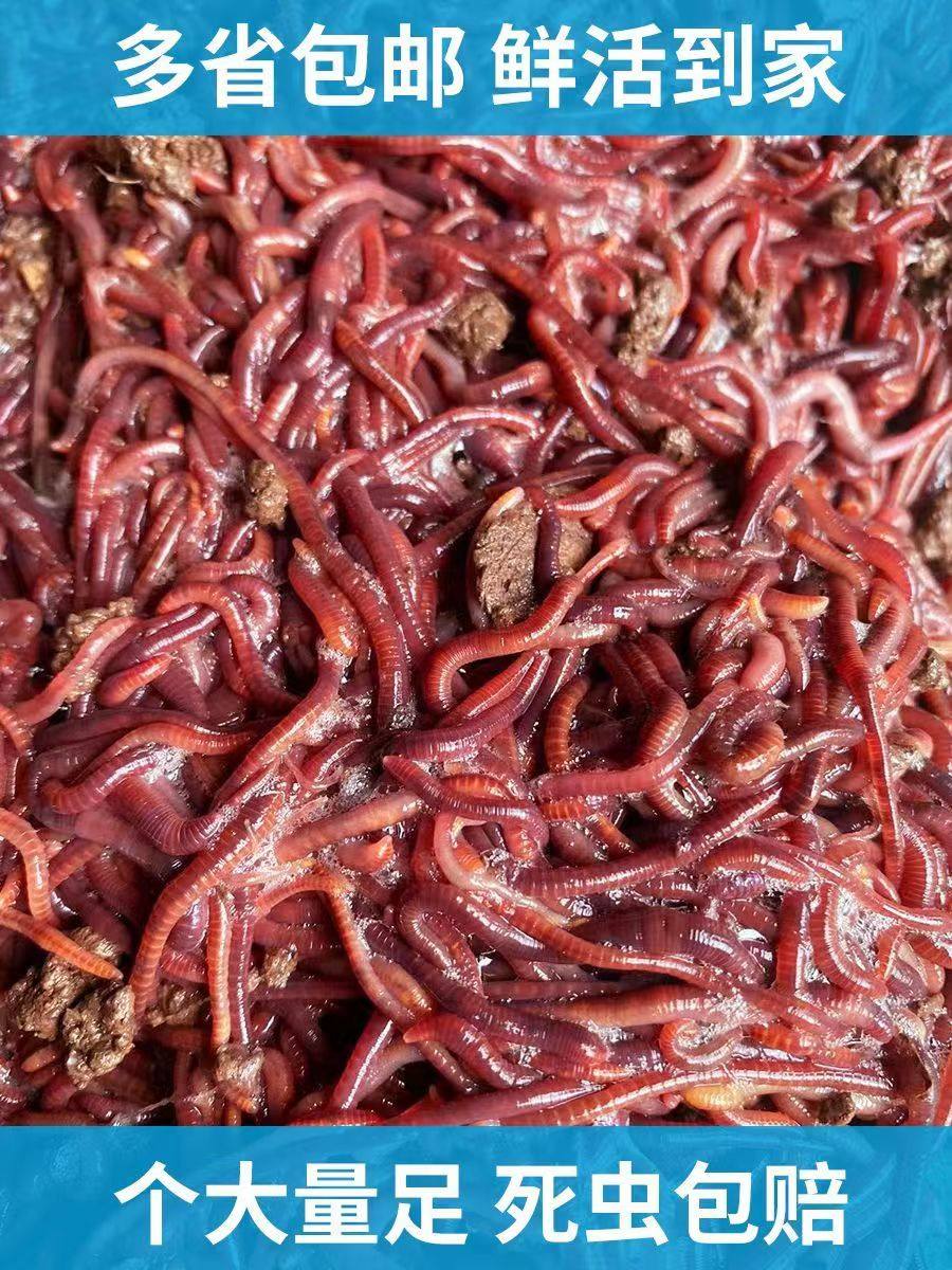 蚯蚓 散装盒装鲜活红蚯蚓渔具店鱼饵垂钓野钓鲫鱼活饵钓鱼饵料,户外/登山/野营/旅行用品,活饵/谷麦饵等饵料,淘宝优惠券,粉丝福利购,淘宝优惠卷