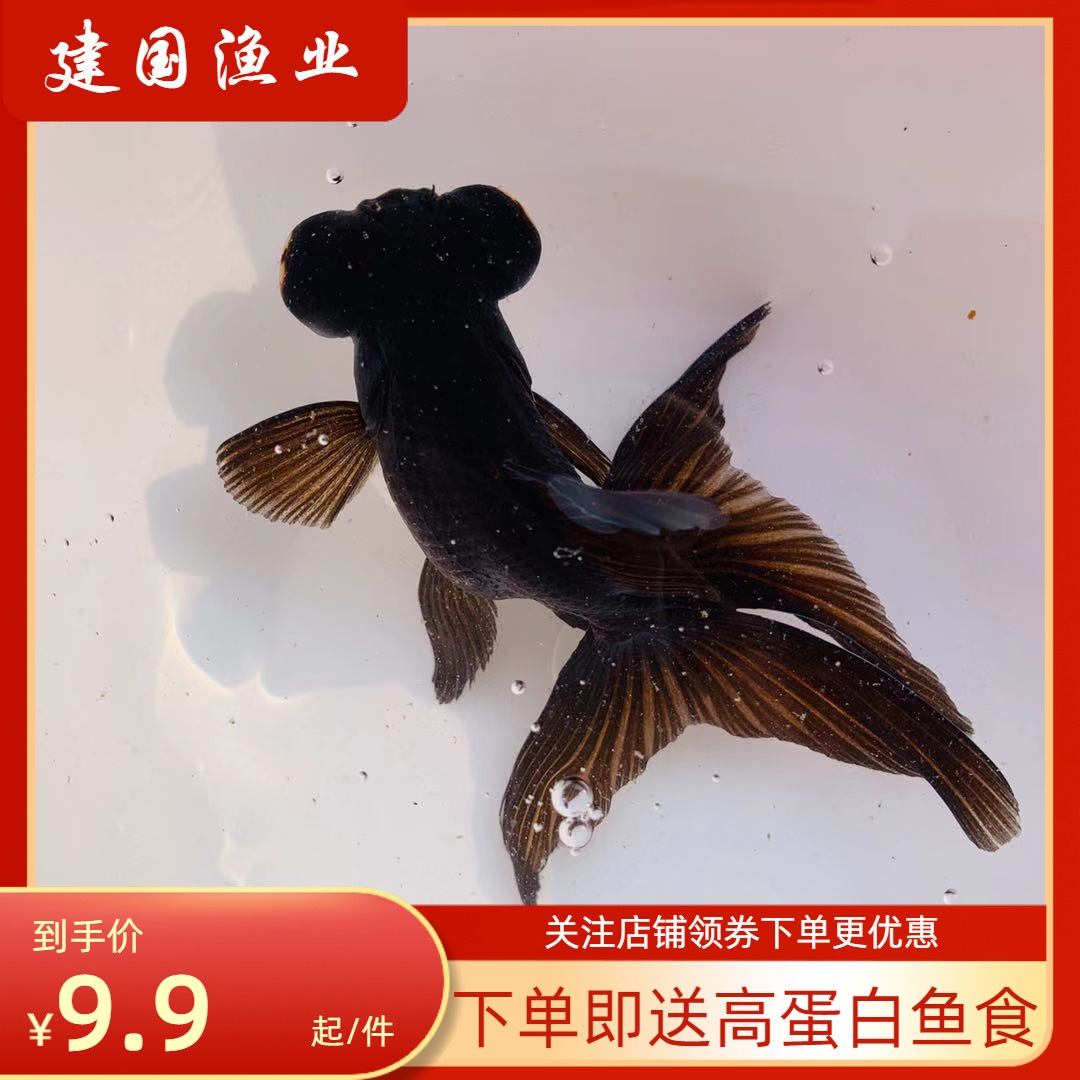 观赏鱼金鱼冷水鱼黑红花红白包金龙睛蝶尾大眼金鱼包邮包活龙晶