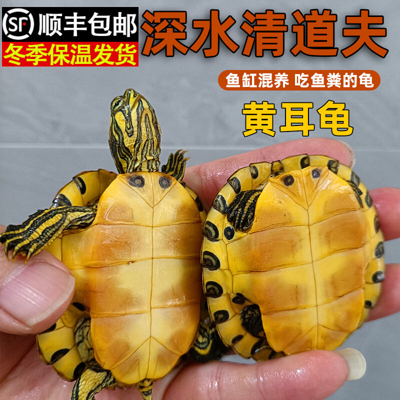 黄耳龟深水龟鱼缸混养吃粪龟清洁龟小乌龟活物稀有火焰龟宠物活体