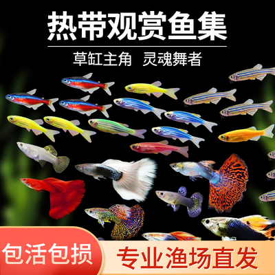 热带观赏鱼鱼苗斑马鱼好养水生小宠物小型孔雀金鱼活鱼淡水灯科鱼