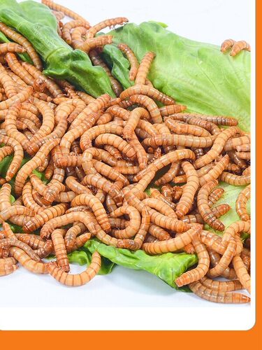 面包虫活虫黄粉虫鹦鹉鸡仓鼠龟鳖蛙鸟食龙鱼活食一斤钓鱼包邮蚂蚁