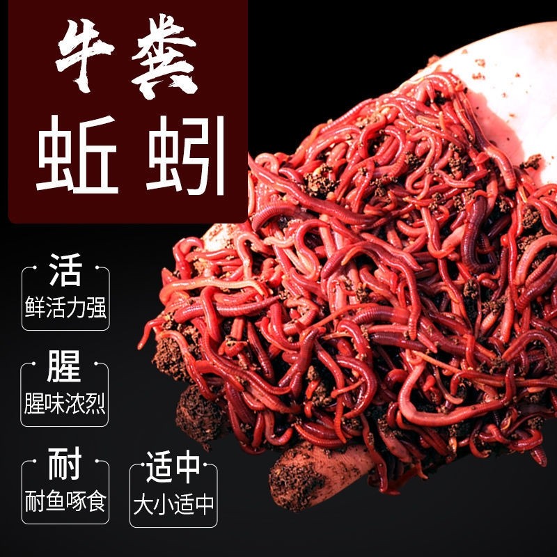 蚯蚓活饵鲜活大号盒装牛粪红蚯蚓养殖苗散装红虫溪流野钓鲫鱼饵料,户外/登山/野营/旅行用品,活饵/谷麦饵等饵料,淘宝优惠券,粉丝福利购,淘宝优惠卷