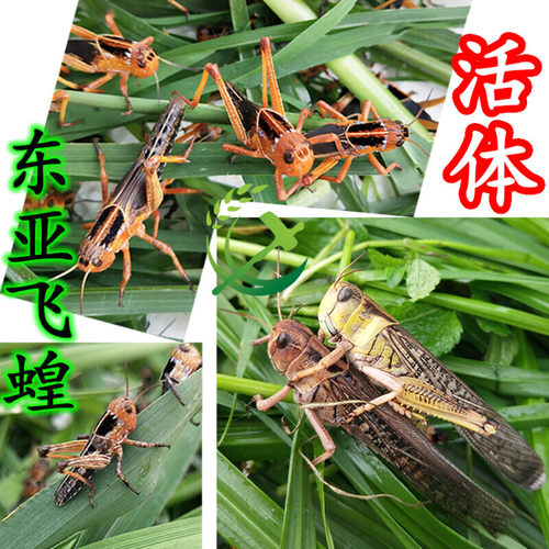 蚂蚱活虫新鲜东亚飞蝗包邮蝗虫蚱蜢油炸活蚂蚱鲜草养殖高蛋白鸟虫