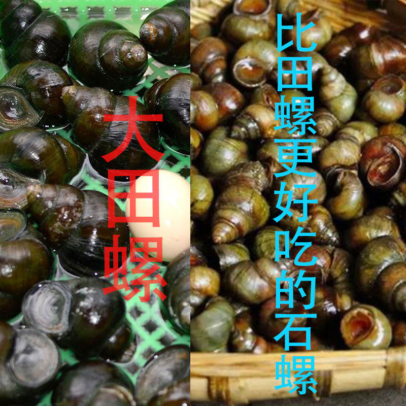 清水田螺鲜活螺蛳石螺泥螺新鲜活体螺丝螺丝肉螺蛳肉脆螺楚螺现抓