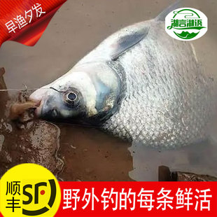 野捕新鲜武昌鱼鳊鱼淡水鱼昌鱼鲜活现杀扁鱼鲜鱼活鱼原生态三角鲂