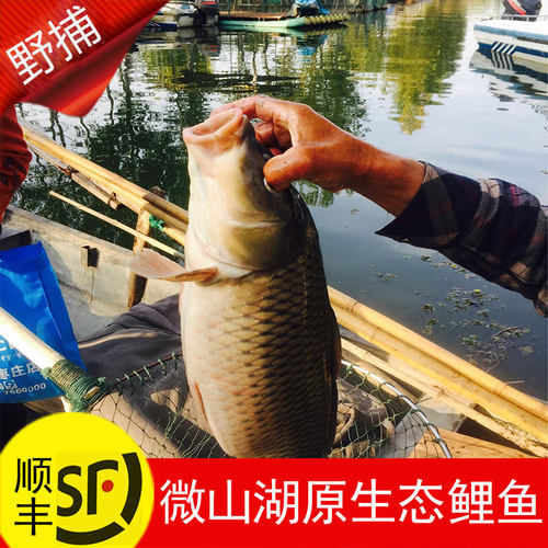 新鲜不腥原生态鲤鱼甩卖鱼肉肥美