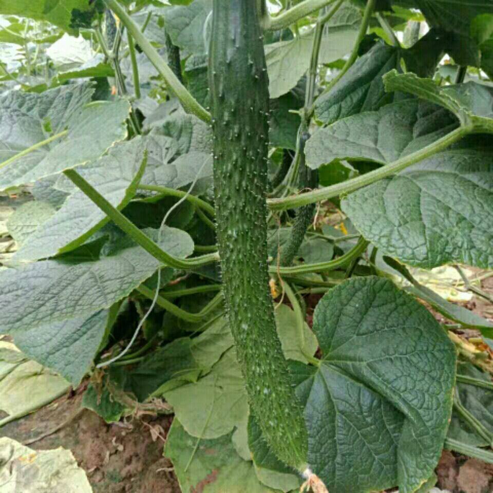 山西长治新鲜蔬菜现摘现发带刺长黄瓜生吃绿色健康孕妇果蔬包邮