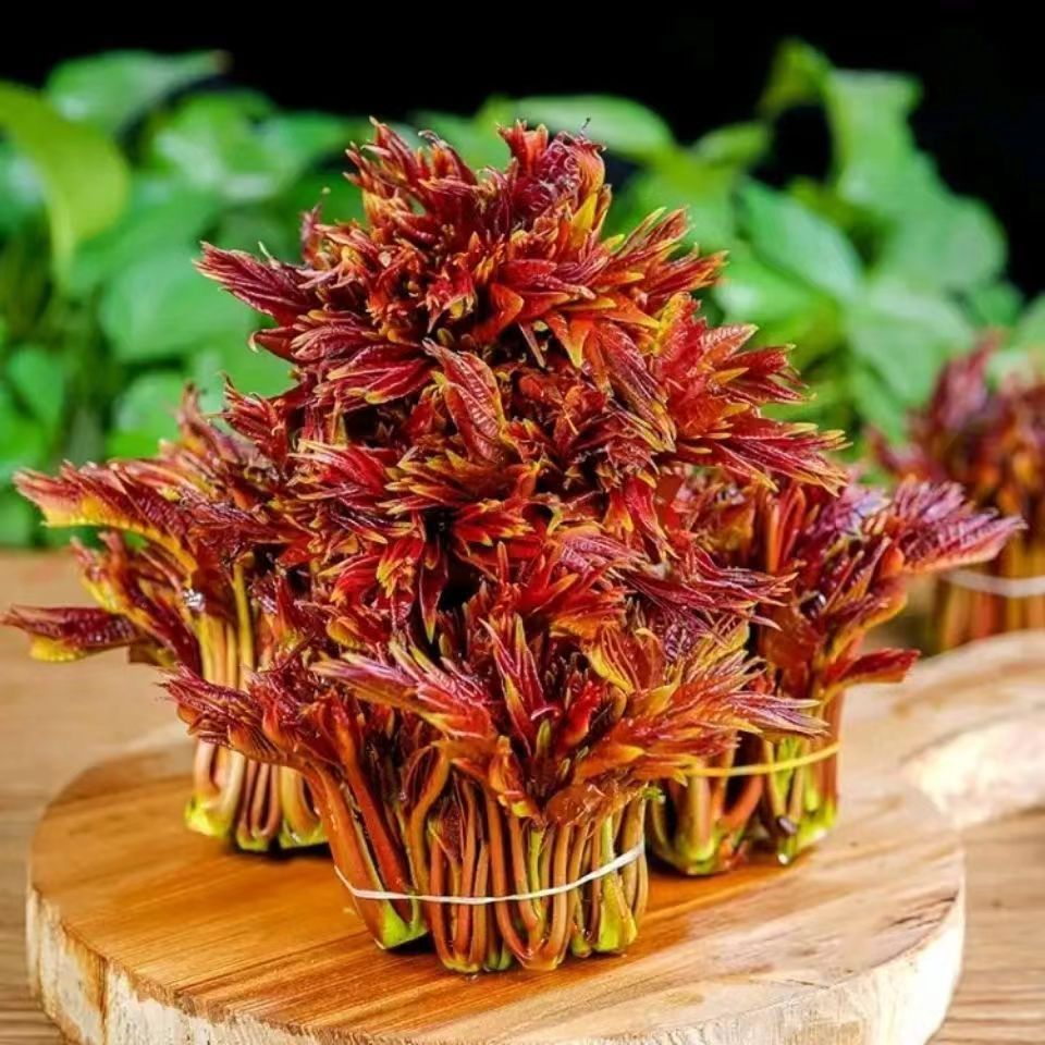 现摘现发新鲜红油香椿芽头茬当季新鲜蔬菜野生嫩芽香椿芽绿叶红叶