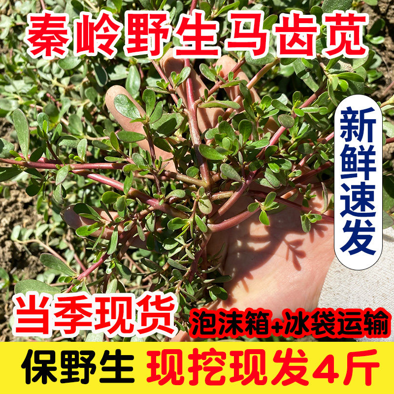 秦岭野生马齿笕 新鲜红茎红杆当季现挖马蜂菜五行菜长售菜4斤包邮