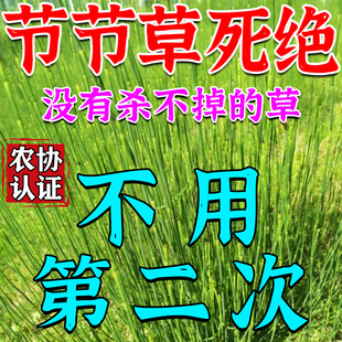 节节草除草烂根剂专杀木贼笔管杆筒草神器克星速效除根灭杂草药