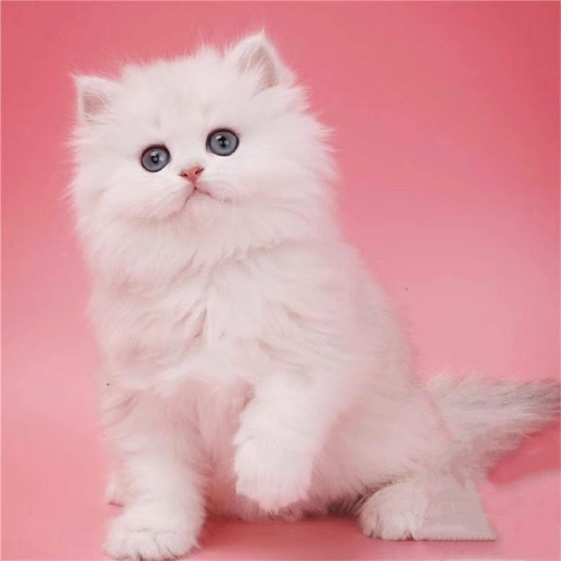 纯种金吉拉幼猫长毛猫矮脚猫高地纯白猫拿破仑波斯猫宠物猫咪活物