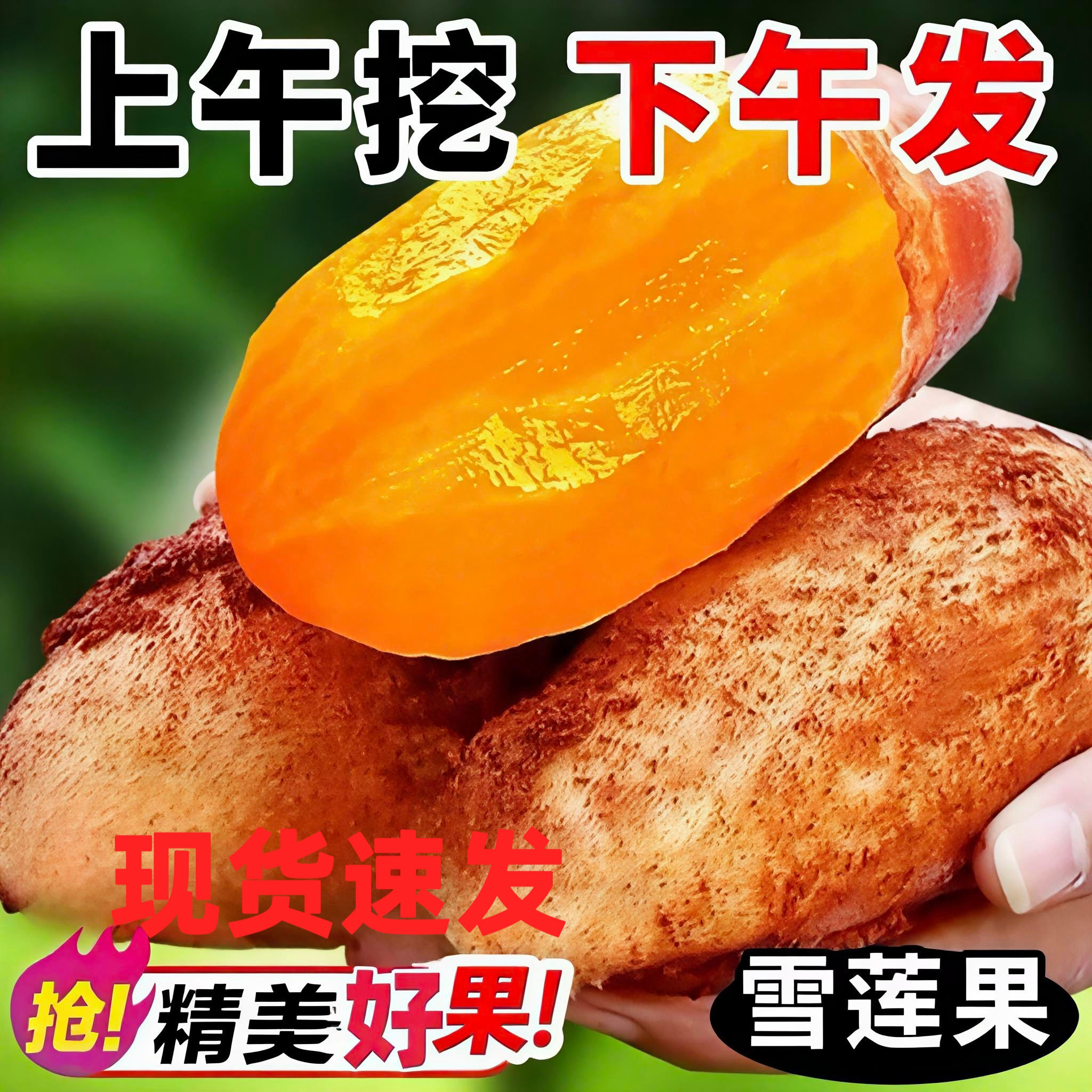 现货速发雪莲果精选好果子