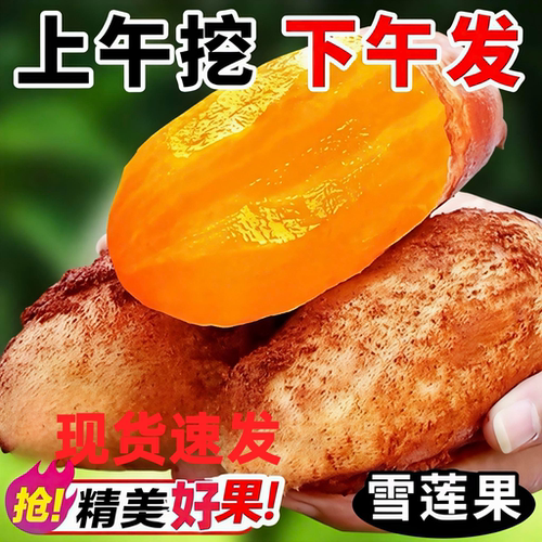 现货速发雪莲果精选好果子