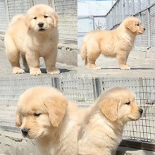 纯种金毛双血统大骨架中型巡回导盲犬幼犬高智商可爱宠物狗狗活体