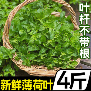 新鲜薄荷叶4斤食用泡水装饰烘焙调酒水吧香料鲜荷叶蔬菜现摘包邮