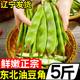 东北油豆角5斤新鲜现摘蔬菜一点红油豆角九月青黑龙江整箱 包邮